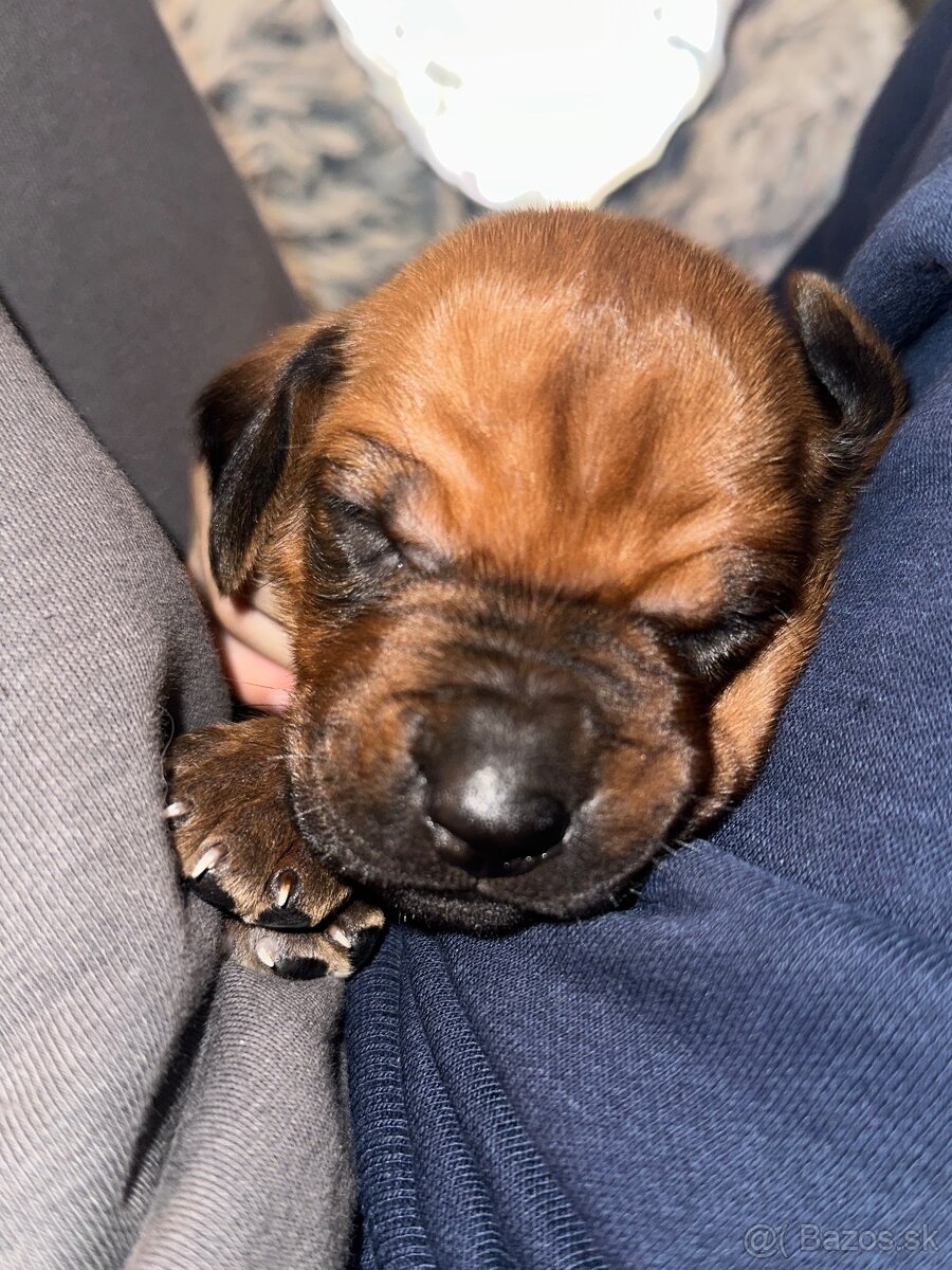 Rhodesian Ridgeback s preukazom pôvodu - 12