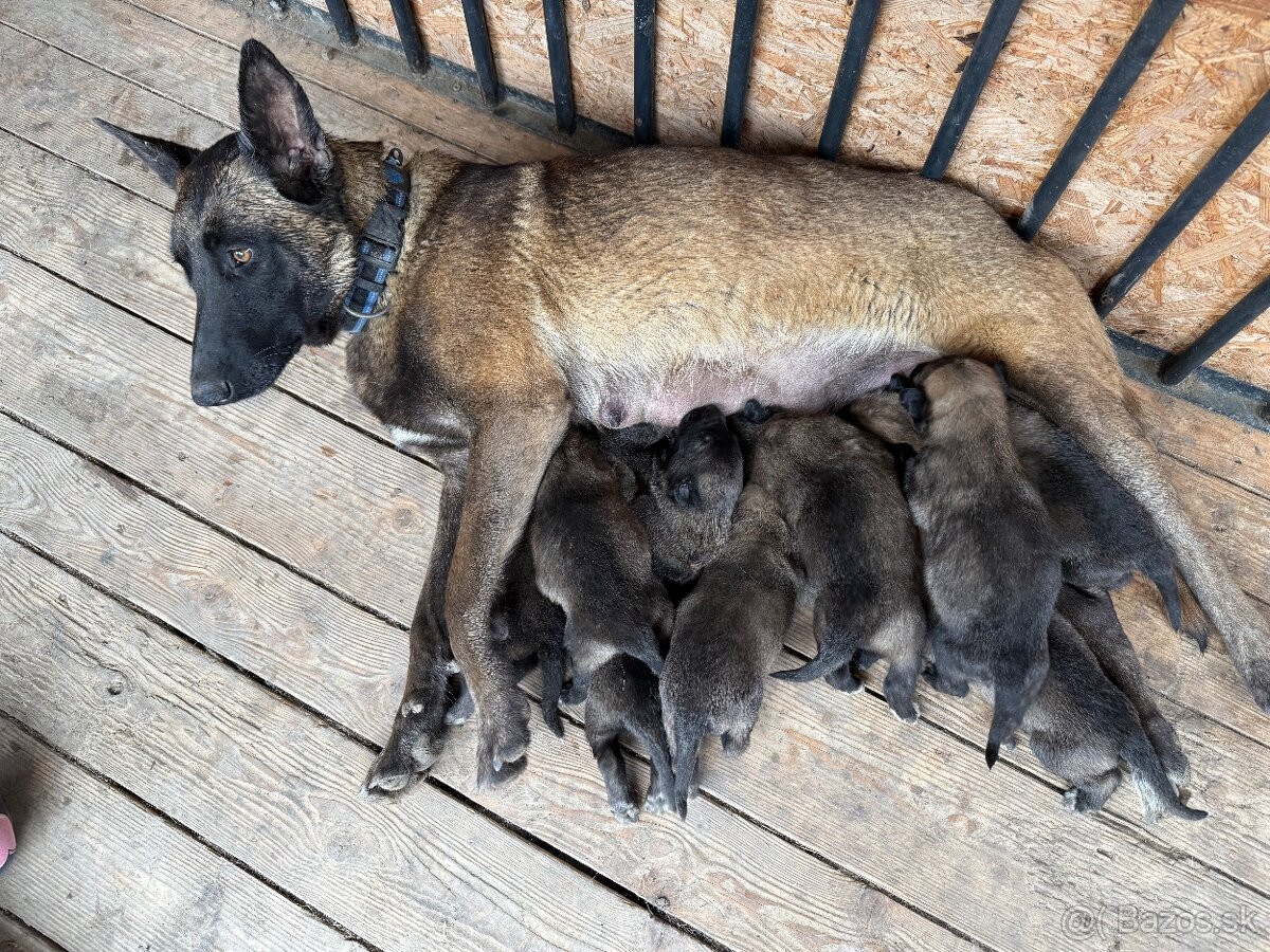 Belgický ovčiak bez PP - 12