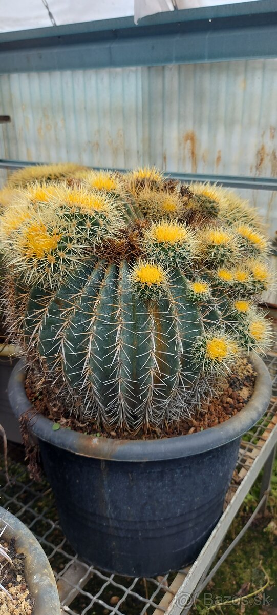 Palmy, cykasy,olivovníky - 12