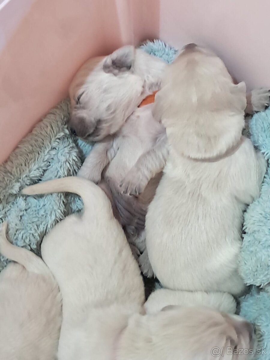 GOLDEN RETRIEVER - k rezervaci - 12