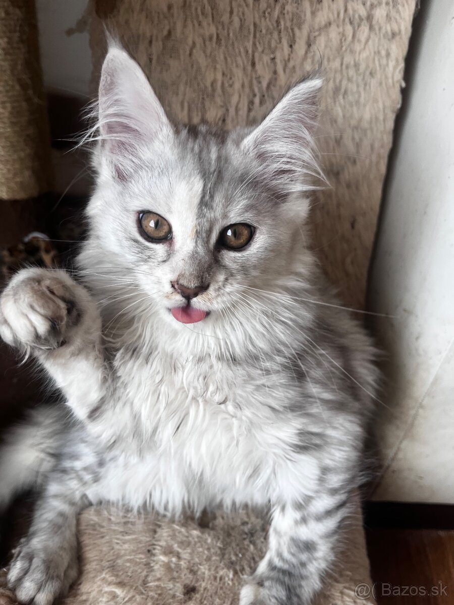 maciatko maine coon s PP Frost - 12