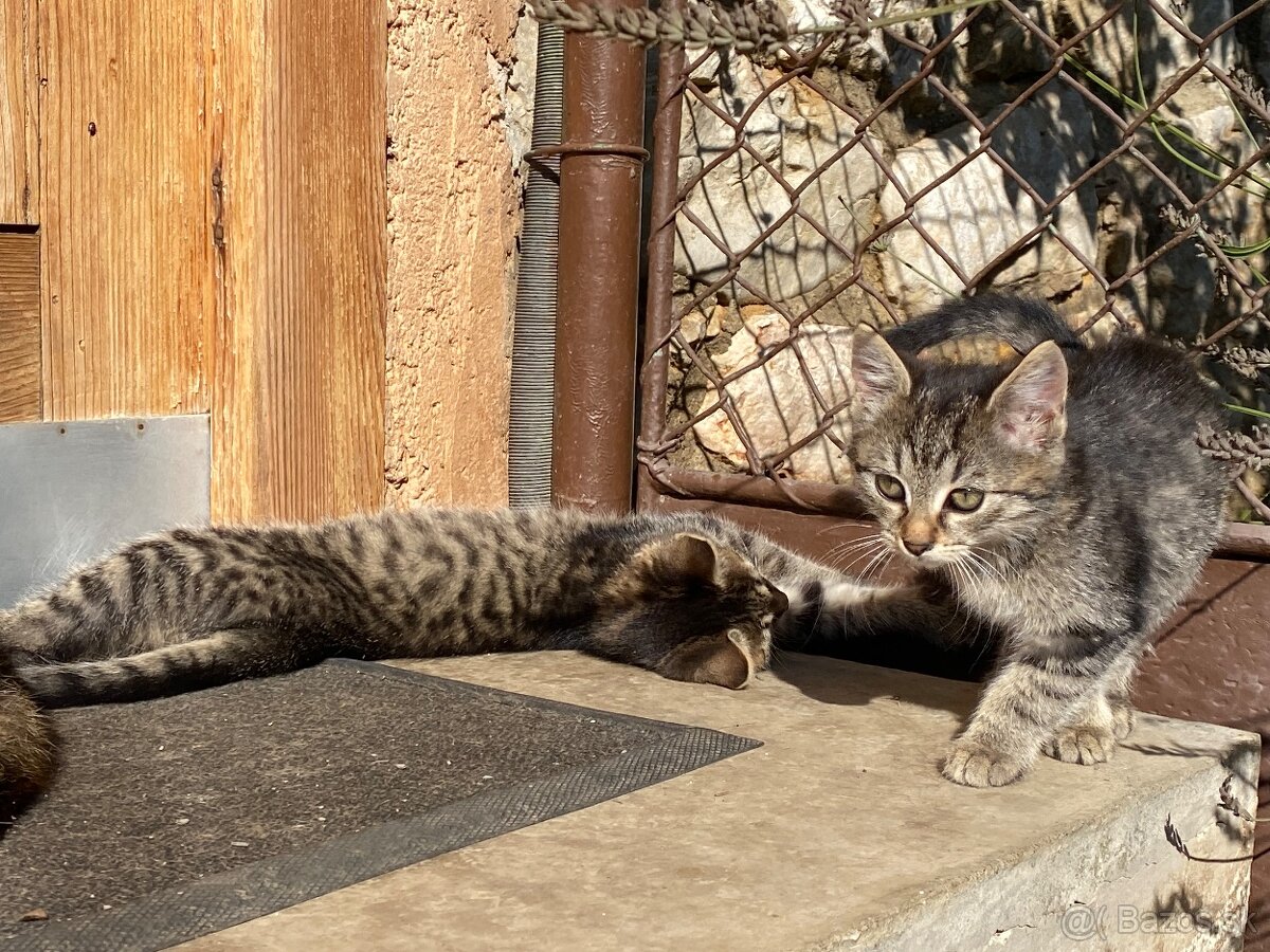 Darujem mačiatka - 12