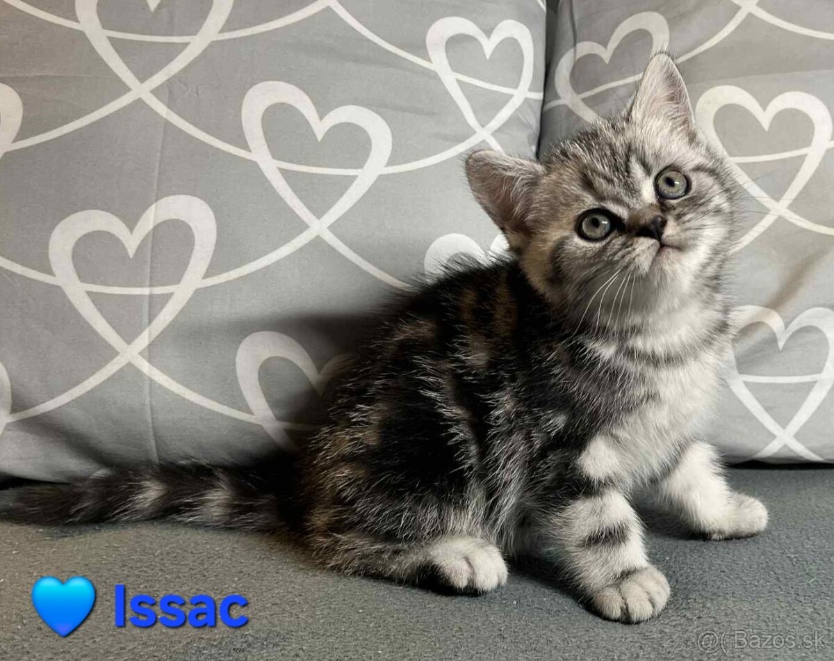 Britské whiskas mačiatka s PP - 12