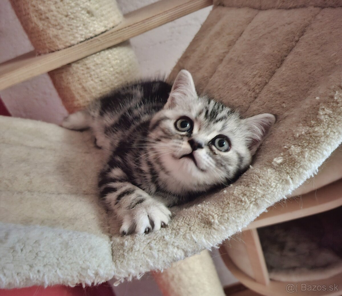 Britské whiskas mačiatka s PP - 12