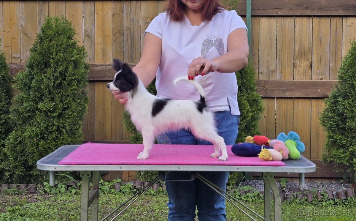 Papillon s rodokmeňom FCI - 12