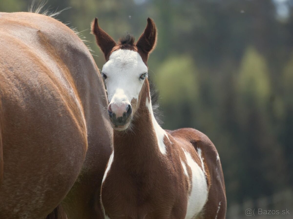 Pripúšťanie Paint Horse - 12