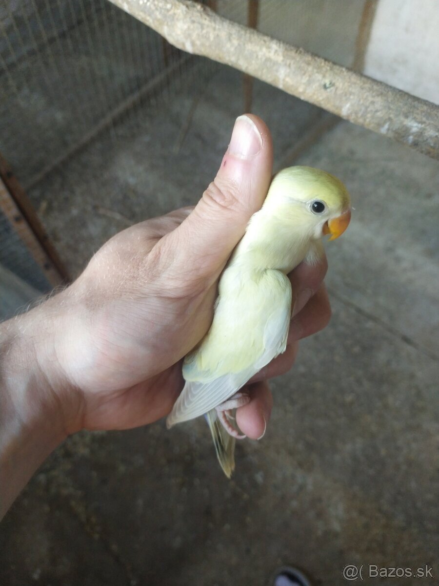 Agapornis Ruzovohrdly - mladé 2025 - 12