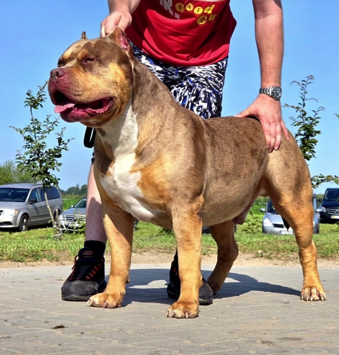 American bully XL XXL - 12