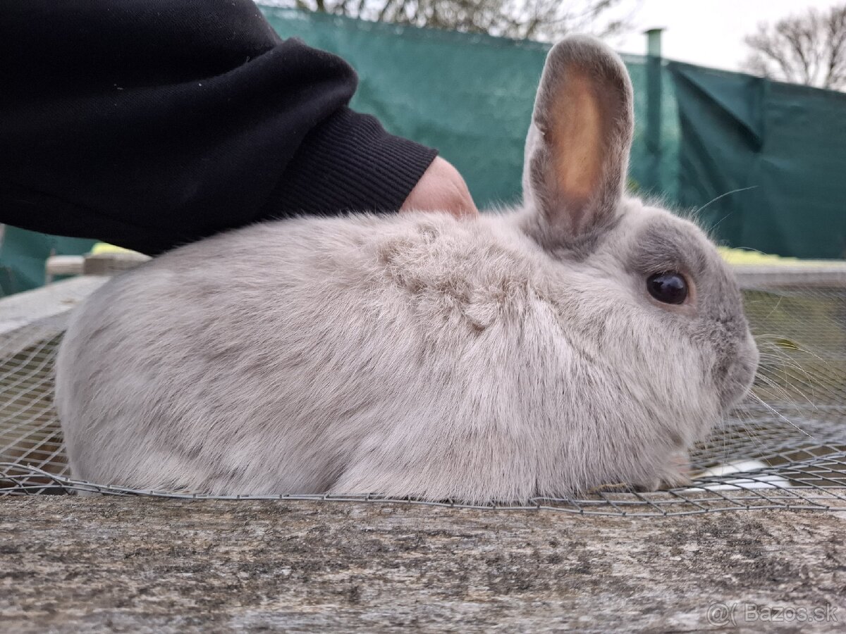Predám mini zajačika - 12