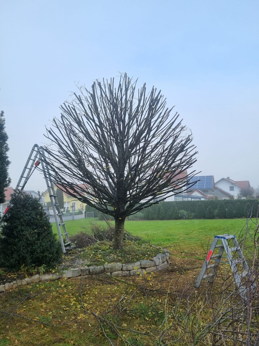 Frézovanie pňov, spiľovanie stromov - 12