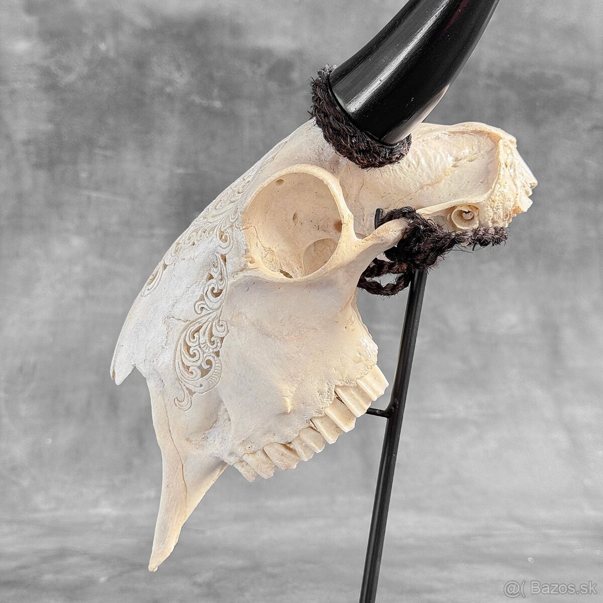 Autentická biela vyrezávaná lebka kozy - motív veľký lotos - 12