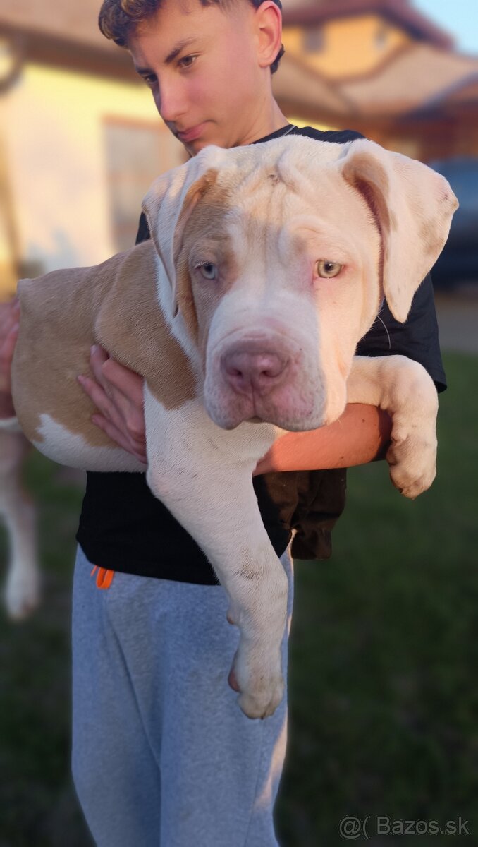 Šteniatka American Bully XL - 12