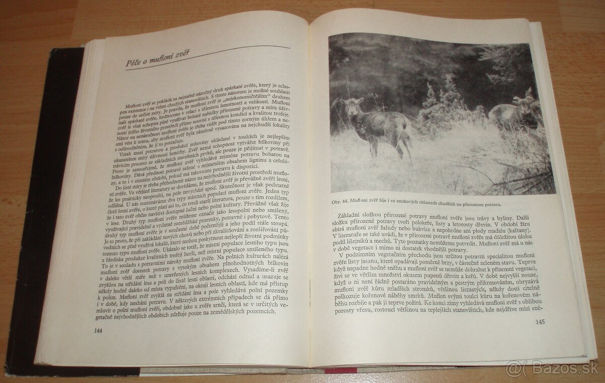 Dutorohá zvěř - 12