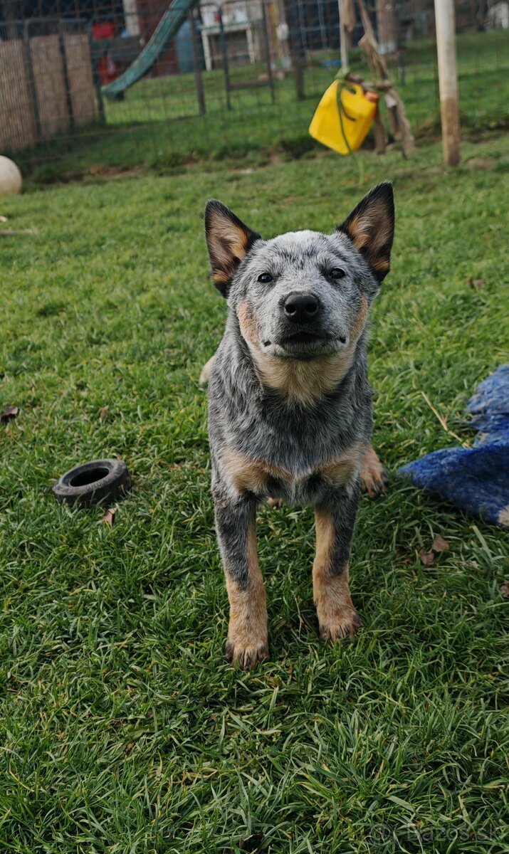 Australsky dobytkarsky pes - 12