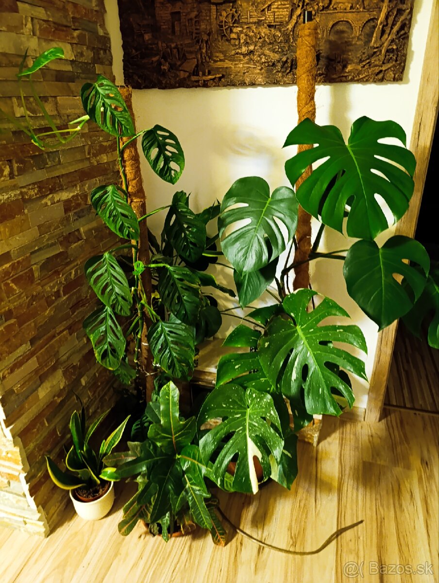 Ponúkam Zelenec, monstera minima, difenbachia - 12