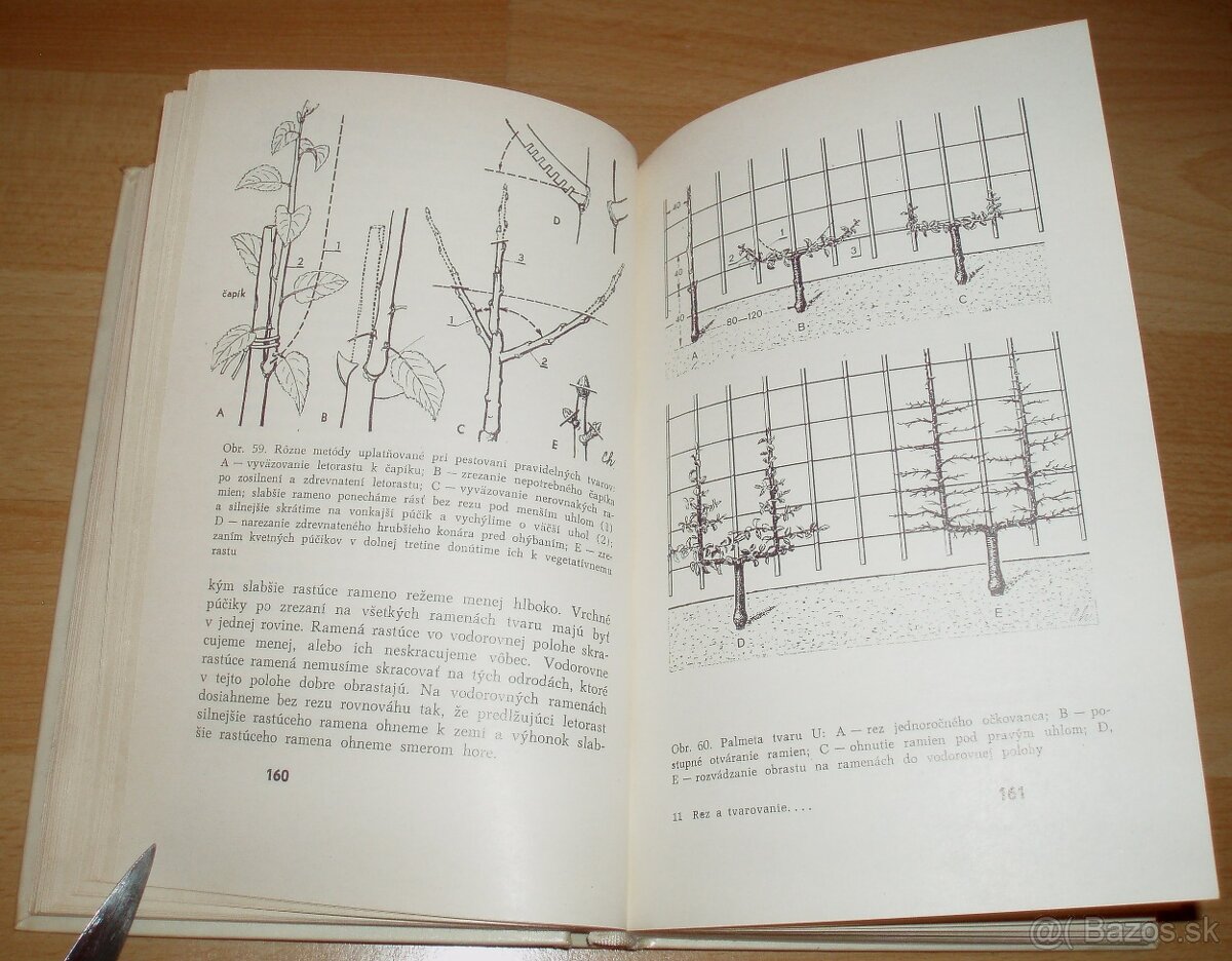 Rez a tvarovanie ovocných drevín - 12