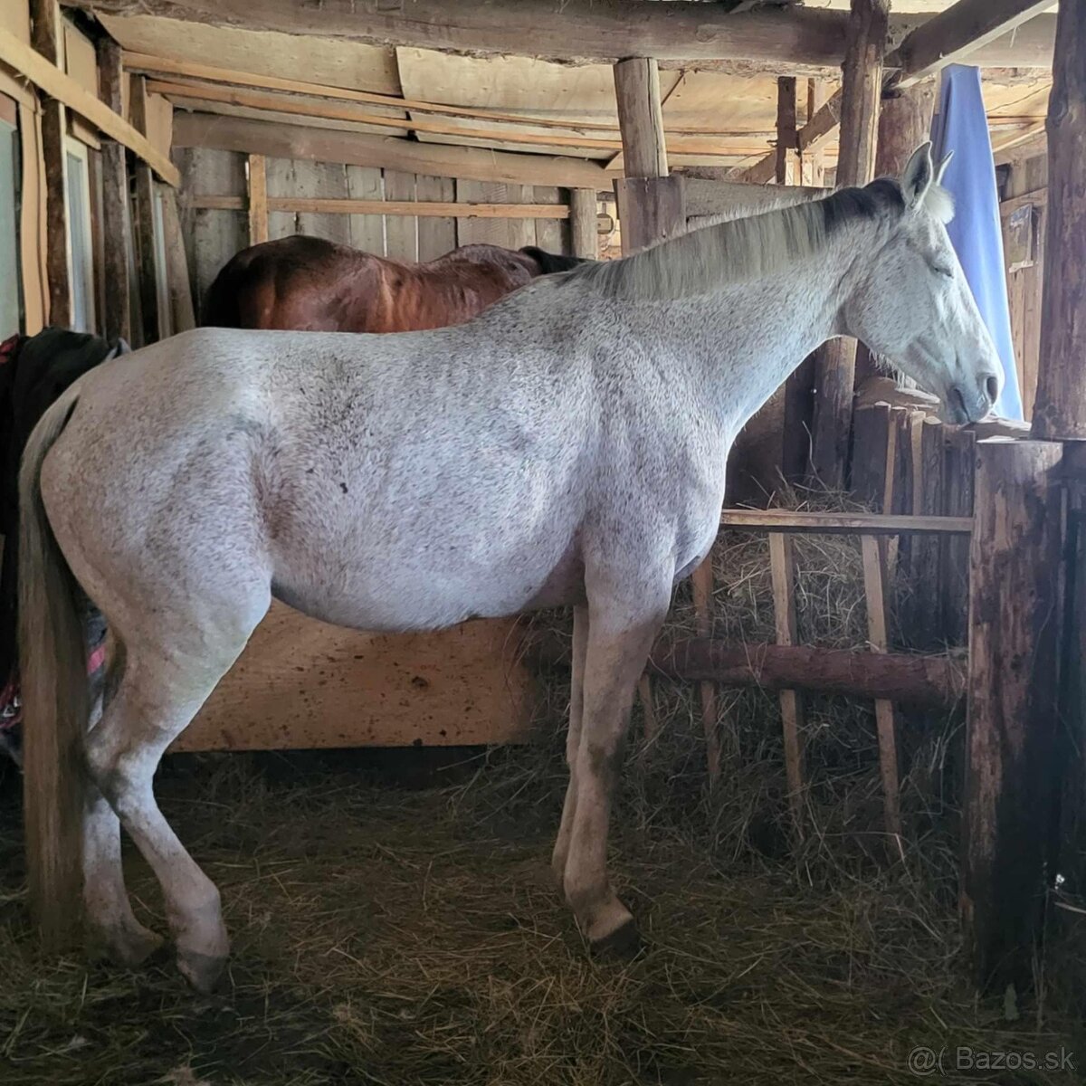 Predám 14 ročnú kobylku shagia arab - 12