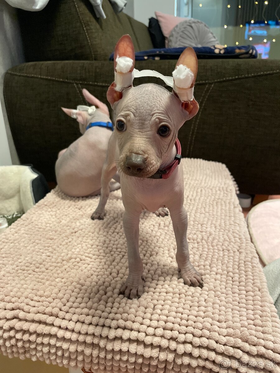 Peruánsky naháč malý - 12