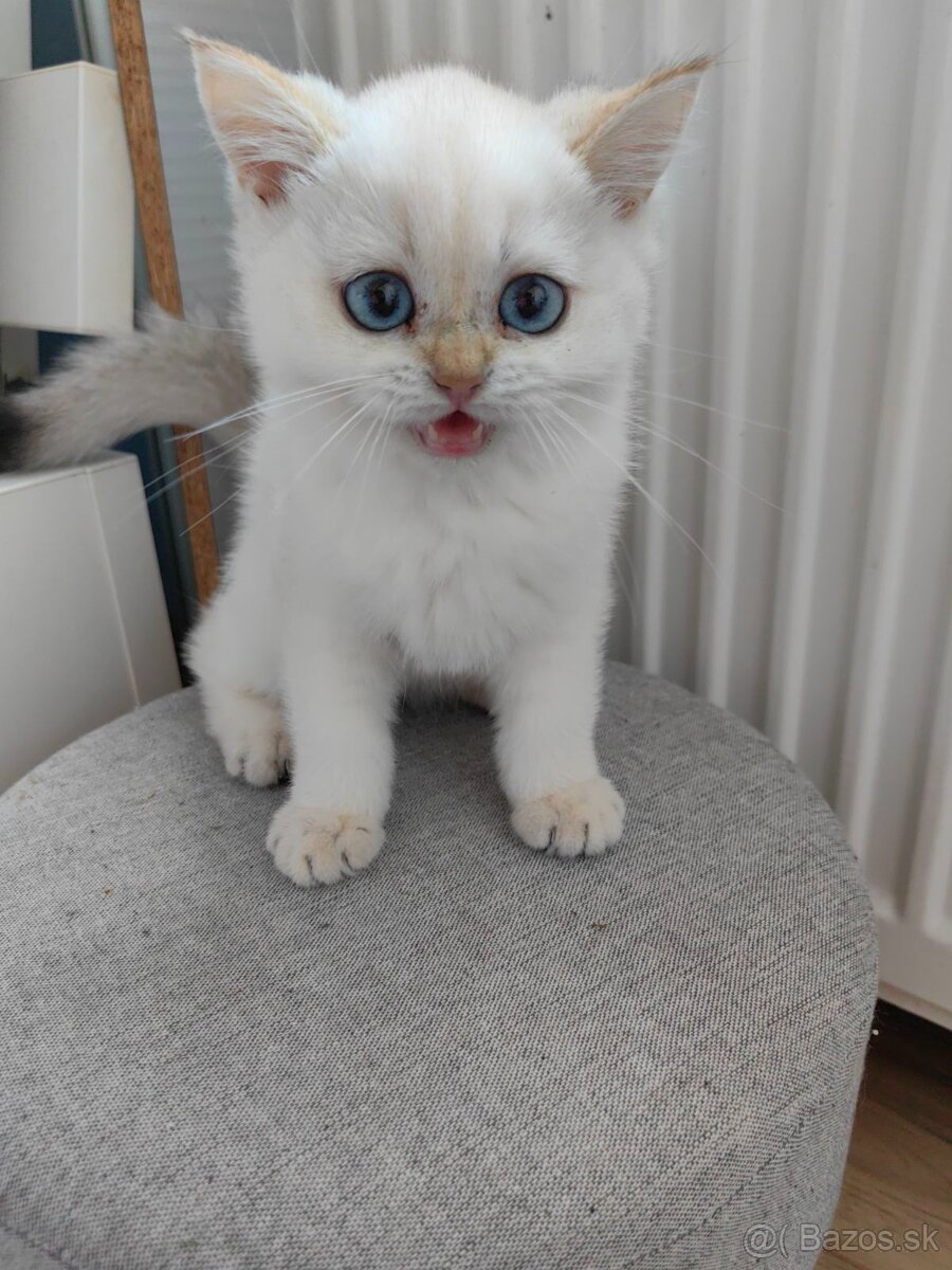 Britská krátkosrstá mačka - 12