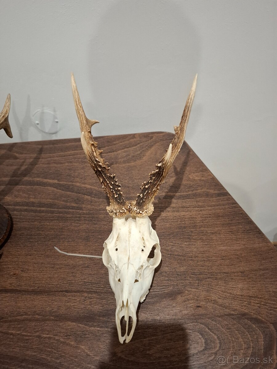 Srnec, parožie, trofeje - 12