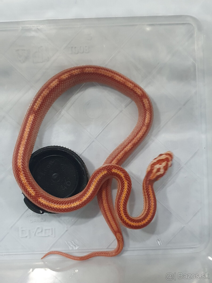 Užovka americká, Pantherophis guttatus, odchov - 12