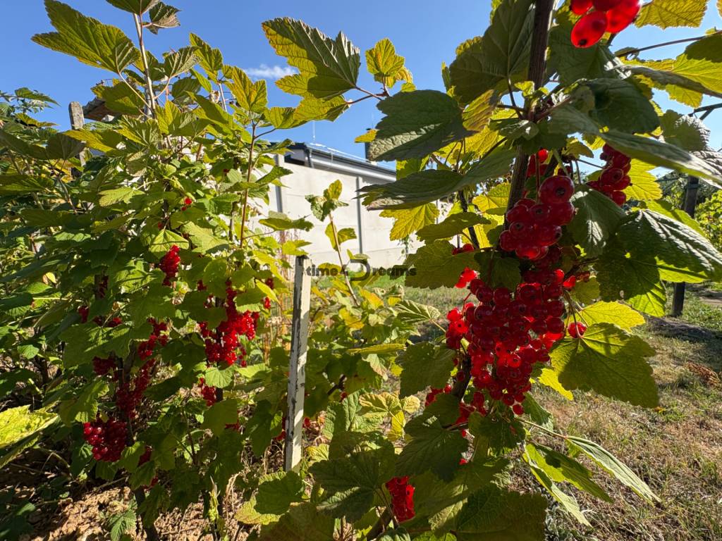 Na predaj: Ovocná záhrada v Leviciach - 12