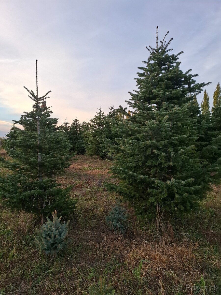 Vianočne stromčeky - 12