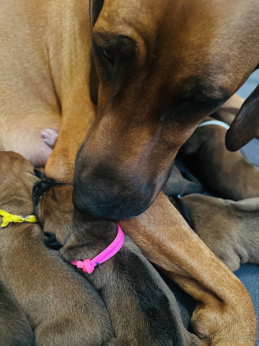 Rhodesian Ridgeback s preukazom pôvodu - 12