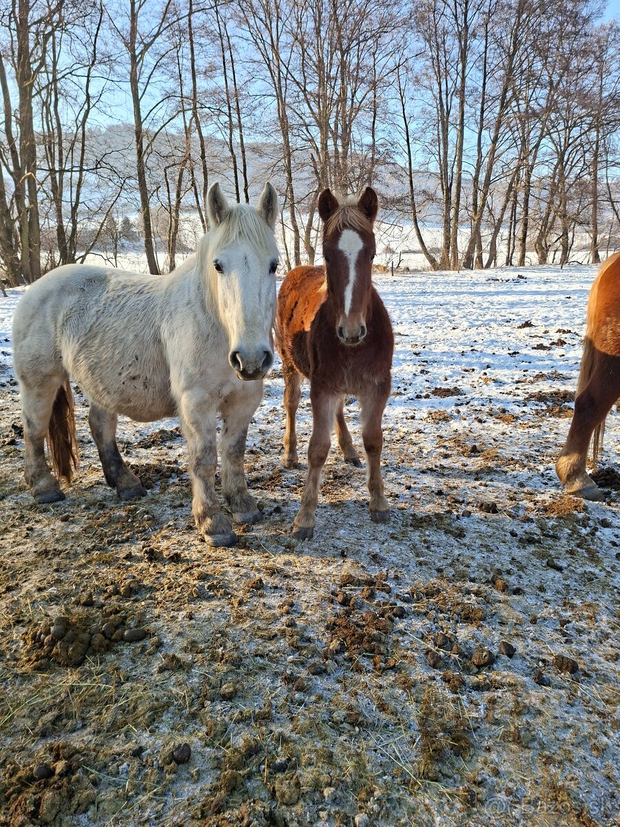 Predam tazne zriebata - 12