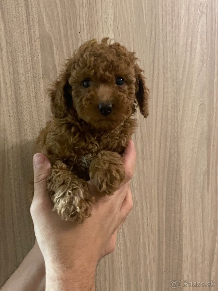 Toy pudel - 12