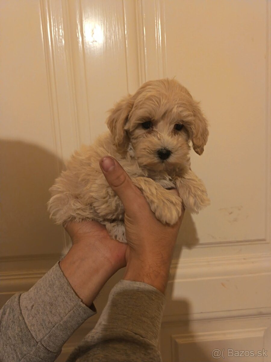 Maltipoo fenka / chalpec - 12