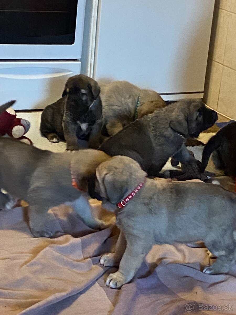 Španělský mastin štěňátka k odběru od 20.1. - 12