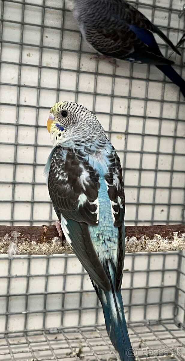 Blackwing andulky - 12