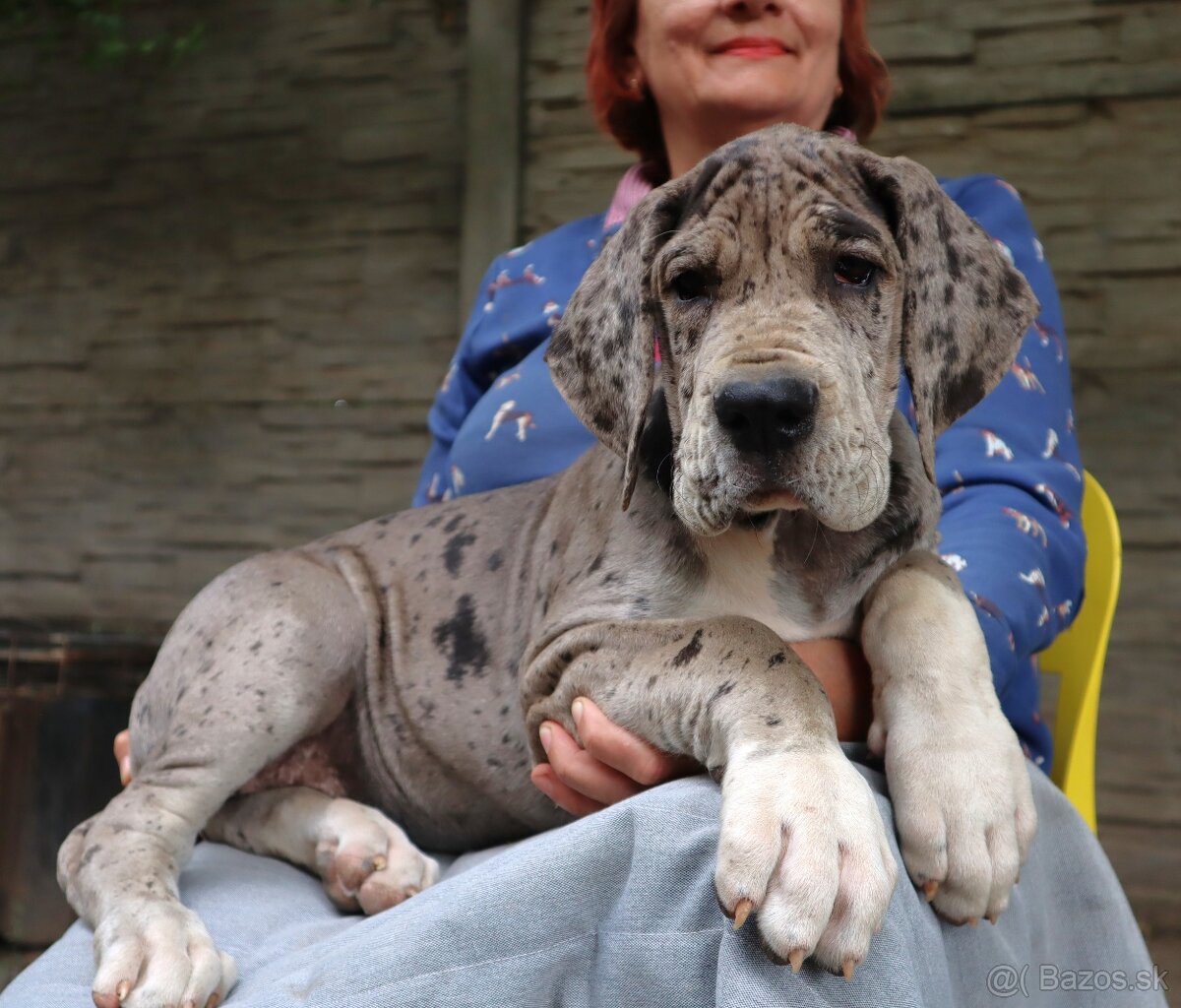Nemecká doga s PP FCI Harle Černá Merle po šampiónoch - 12