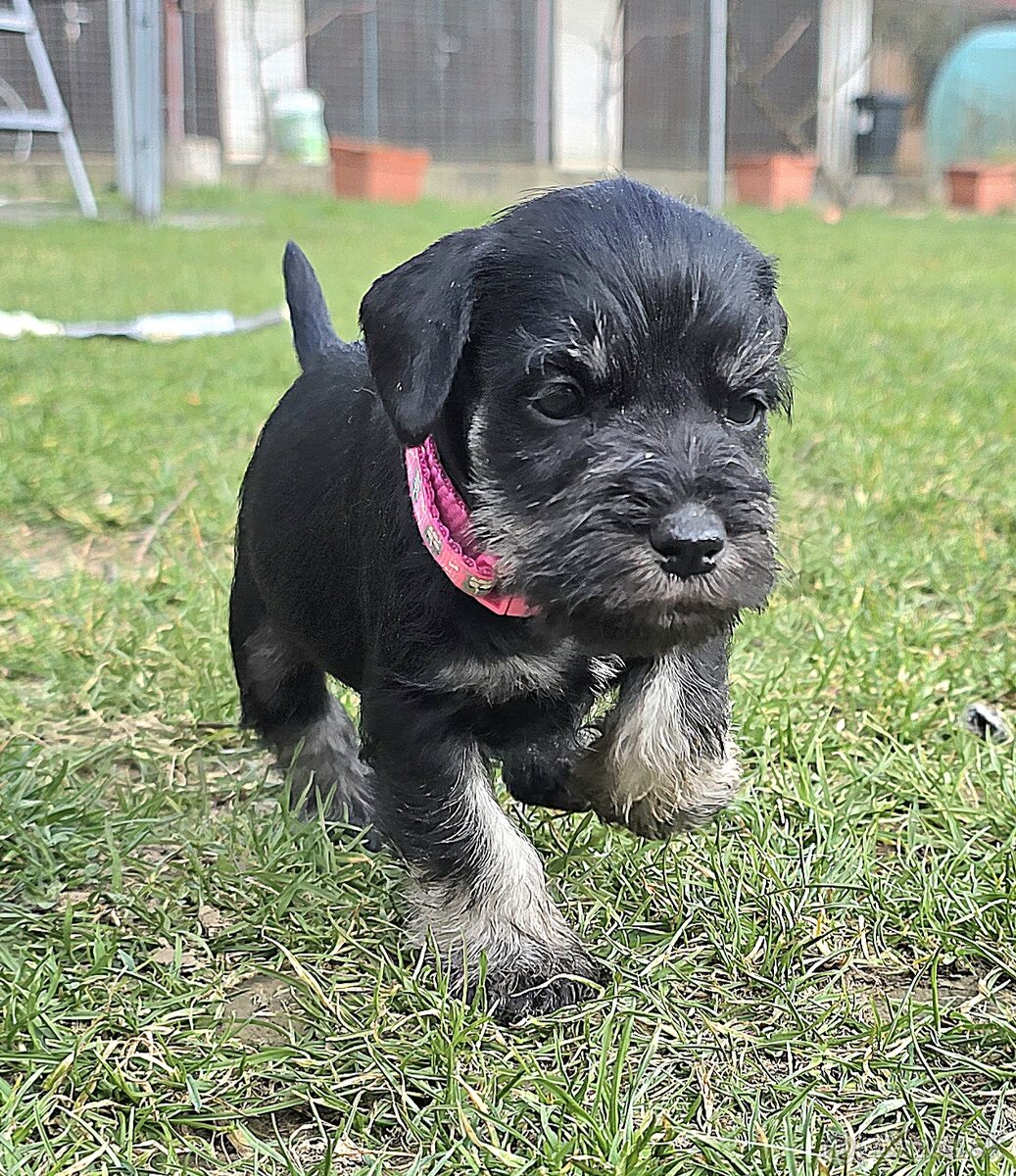 Bradáč malý čiernostrieborný - 12