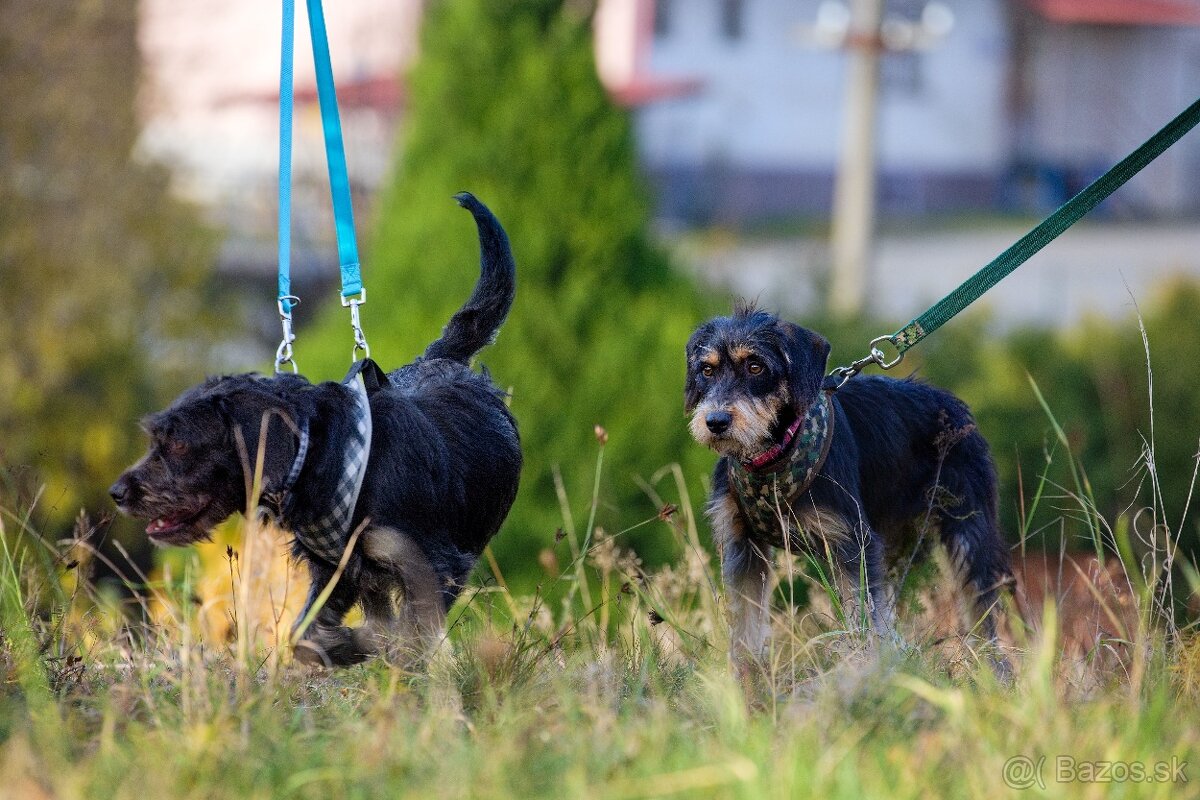 Darujem malú strapatú sučku Ariel - mix jazvečík, bradáč - 12