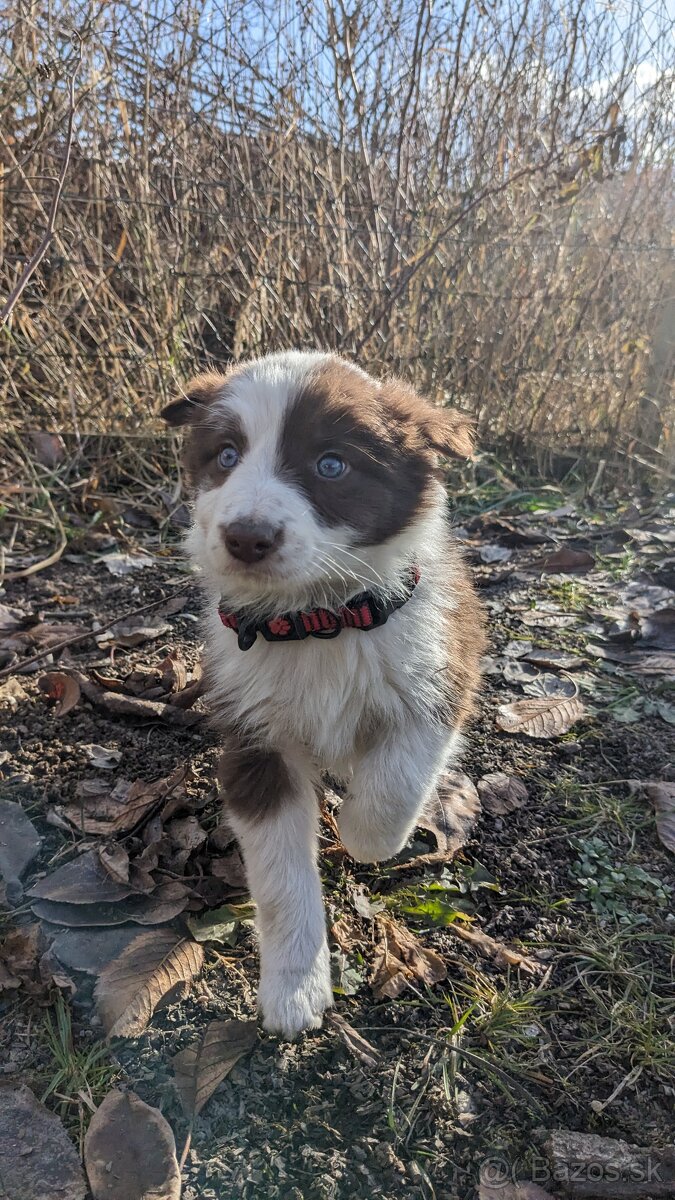 Border kólia, hnedá - 12