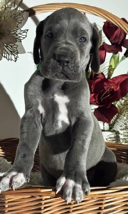 Německá doga modrá s PP - 1 měsíc - 12