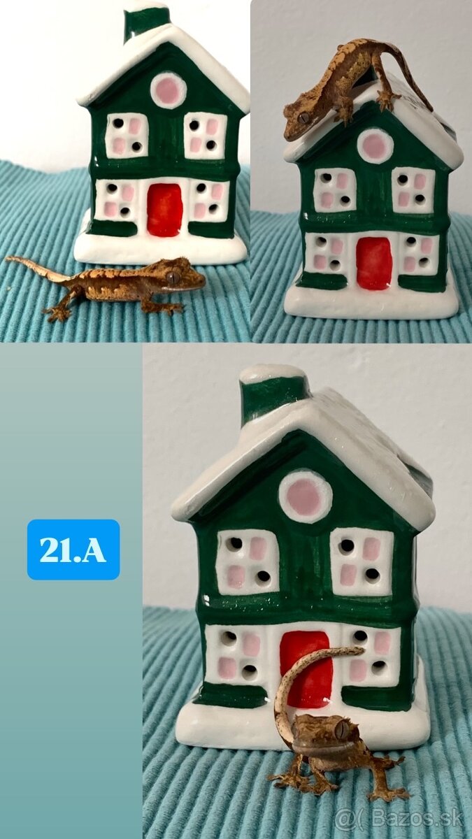 Pagekon riasnaty - 12