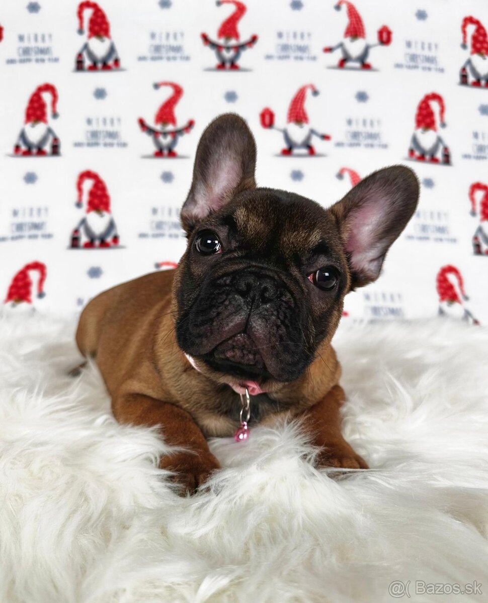 Francúzsky buldoček s PP - sučka BAMBI 🌸 - 12