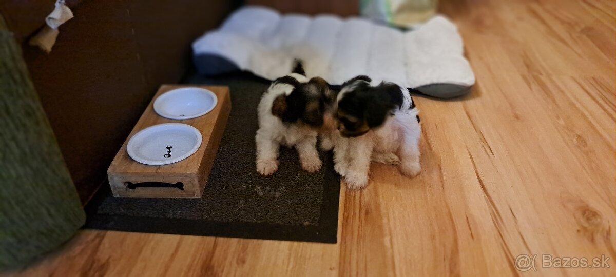 Yorkshire terier biewer mini - 12