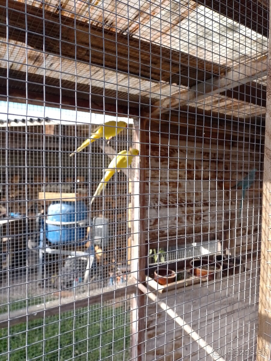 Papagáj spevavy - 12