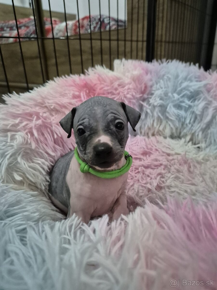 Americký bezsrstý teriér - 12