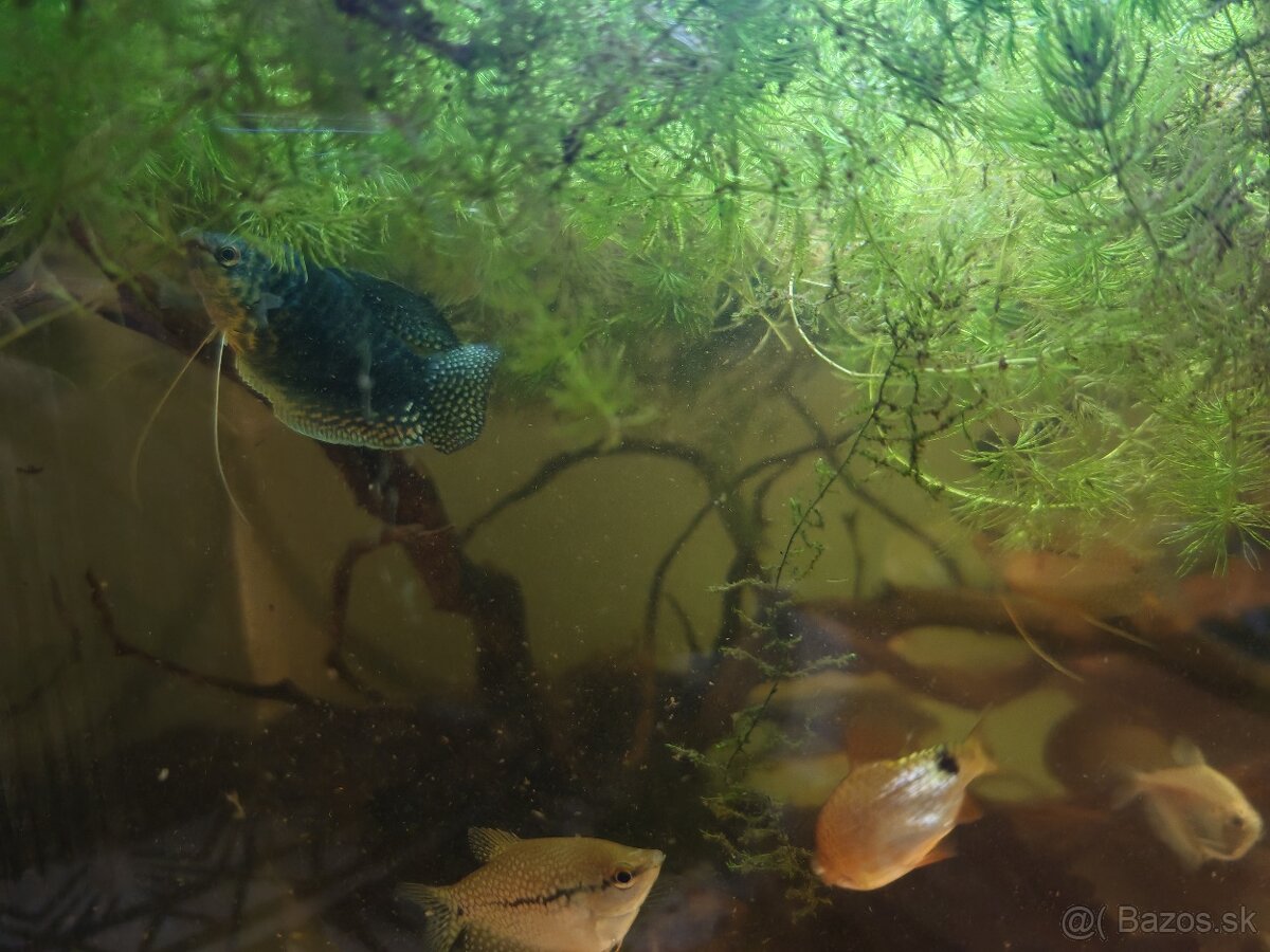 Predám akvarijné rybičky - 12