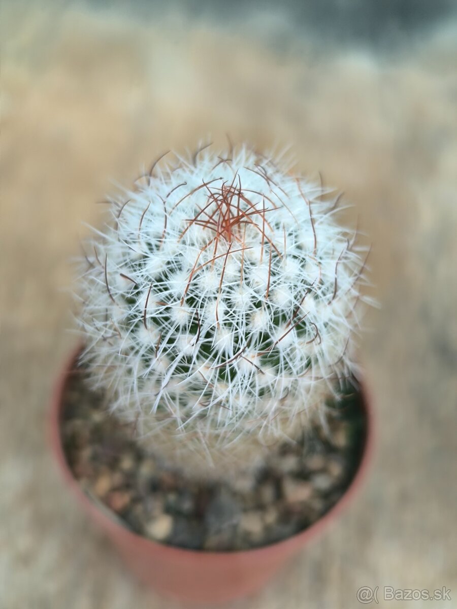 Kaktusy a sukulenty - 12