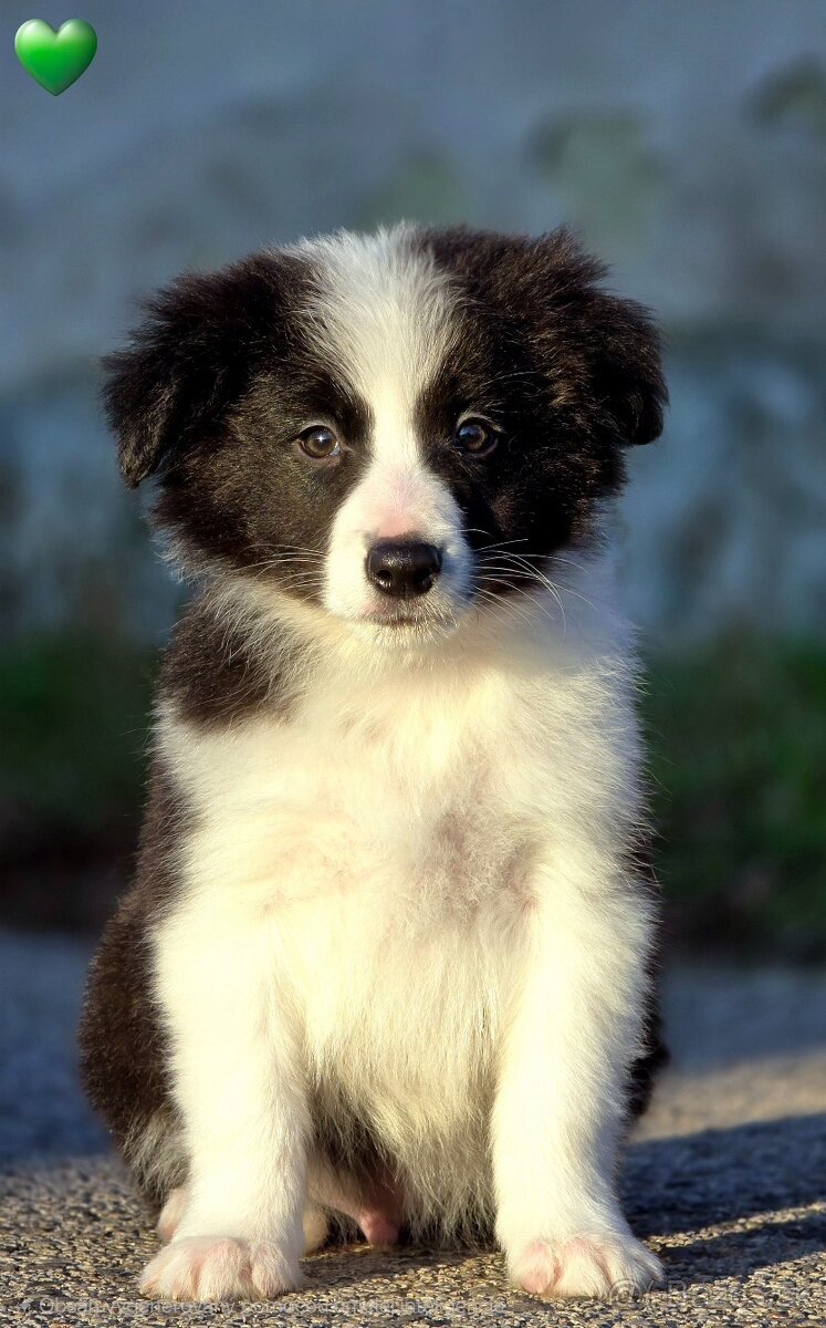 Border kólia,border collie,borderka bez PP - 12
