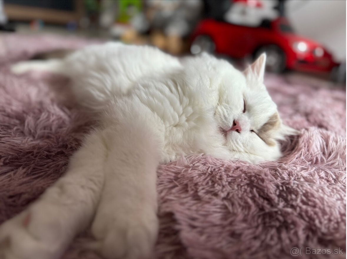 Mačiatka Ragdoll s PP - 12