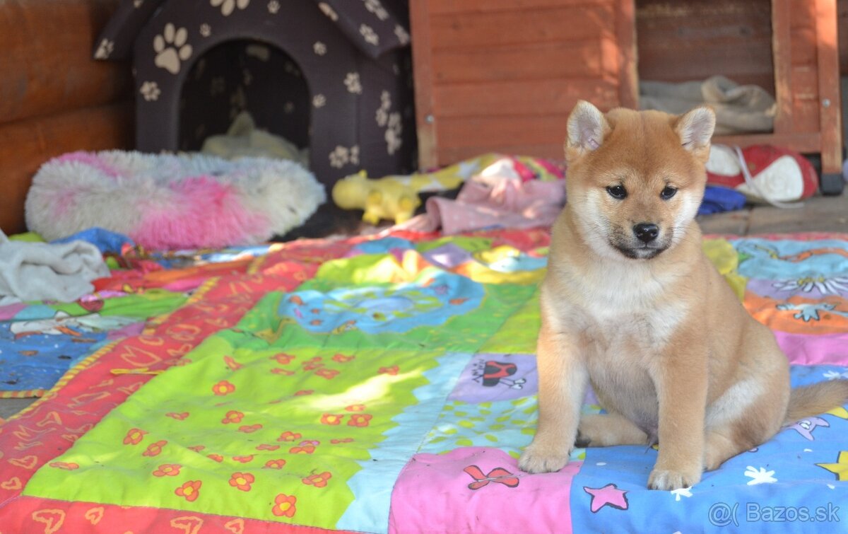 Shiba inu s PP /FCI / - 12