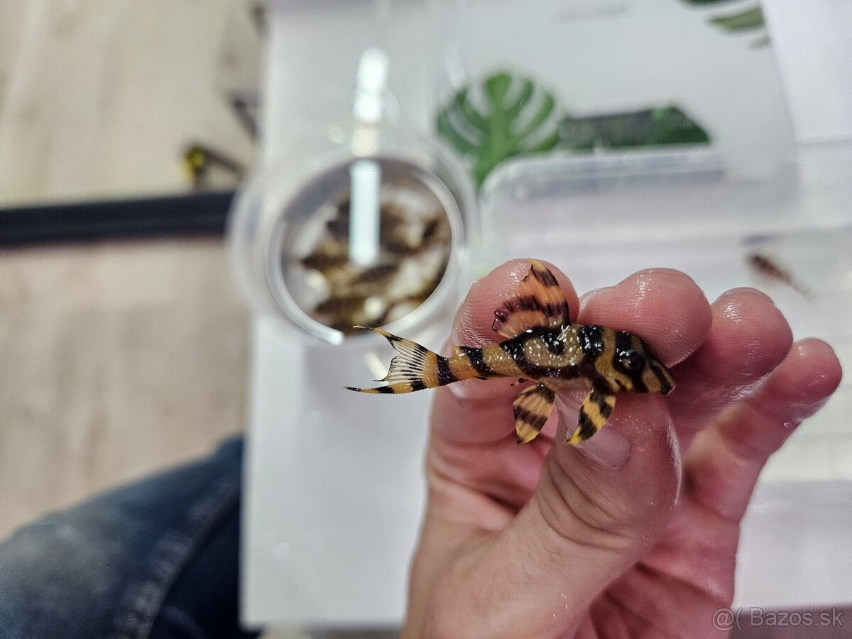 L 333 Gold line AAA - odchov - 12