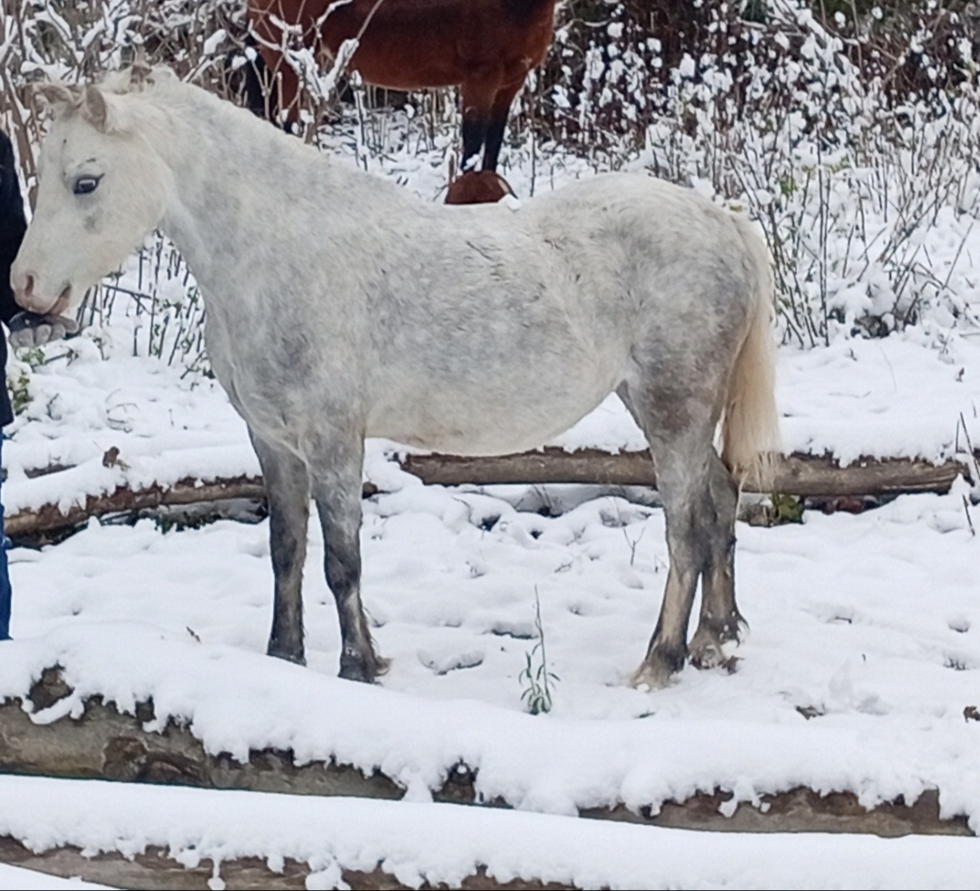 Welsh Mountain Pony - 12